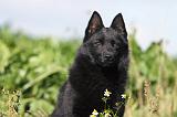 SCHIPPERKE 430